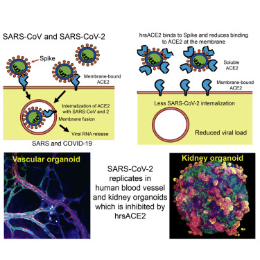داروی جدید کرونا